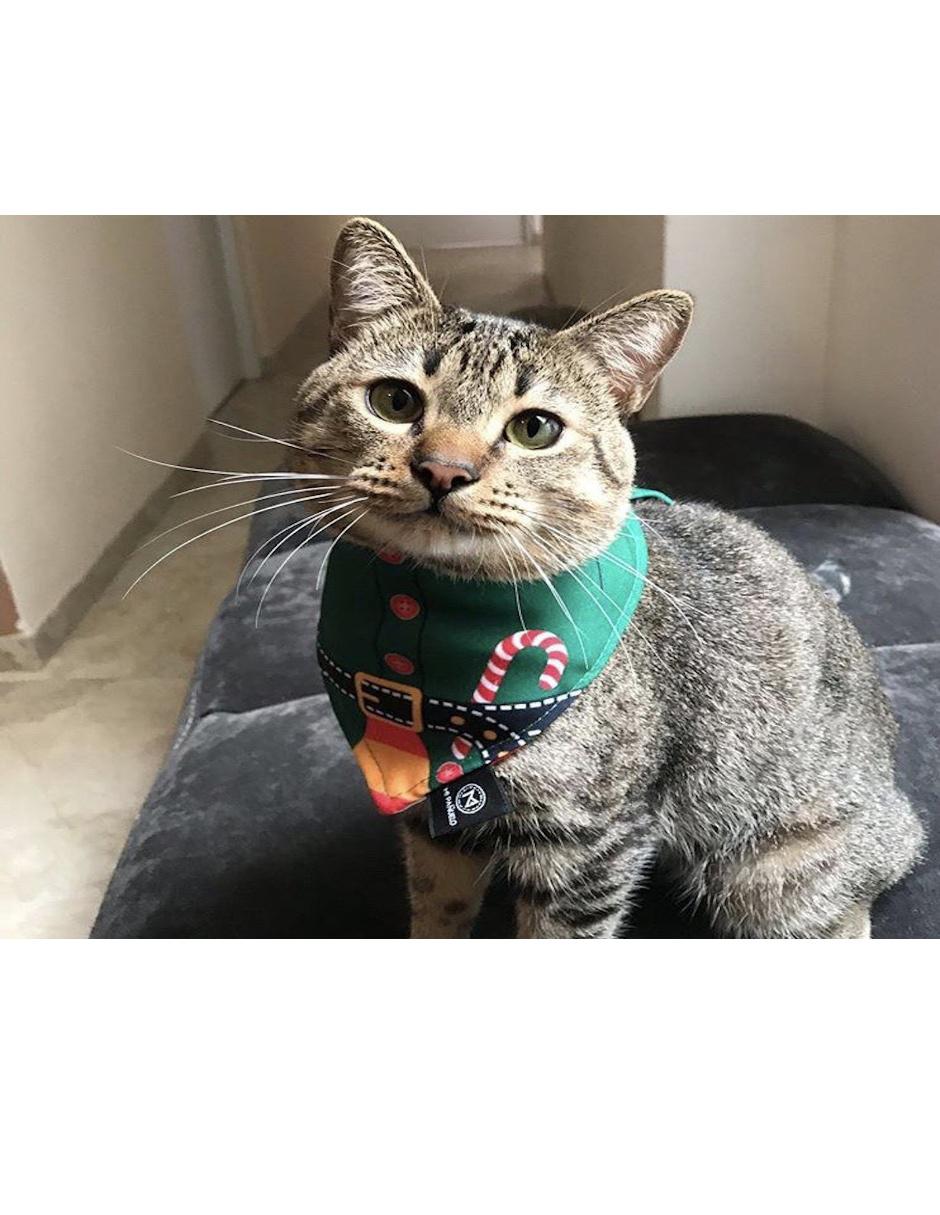 Collar 5